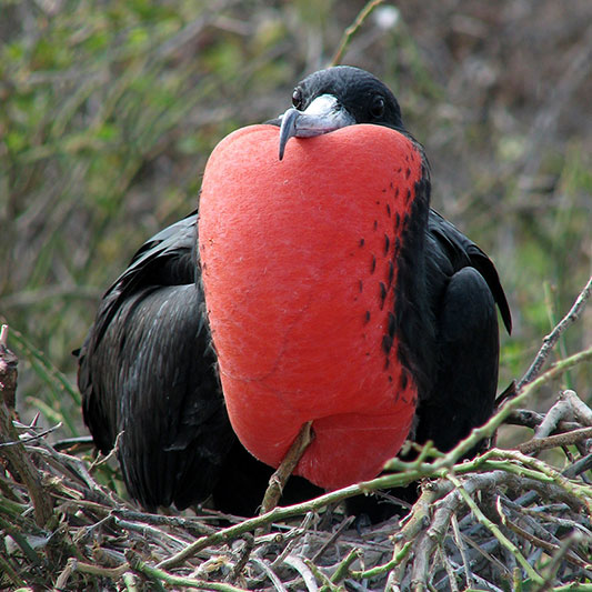 Frigatebird-Displaying-on-Nest-(Seymour)