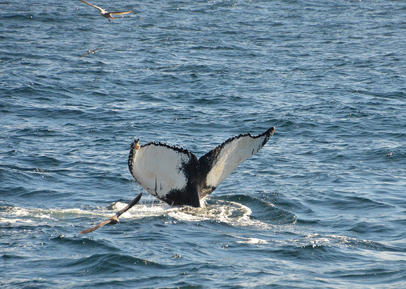 plymouthwhalewatch