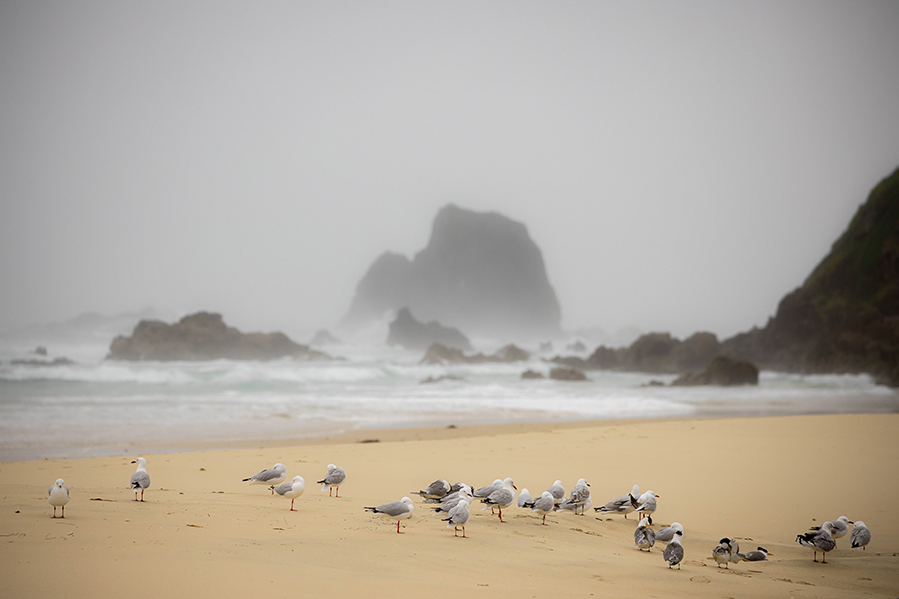 16-12-2020-Narooma_terns_and_silver_gulls-(14)