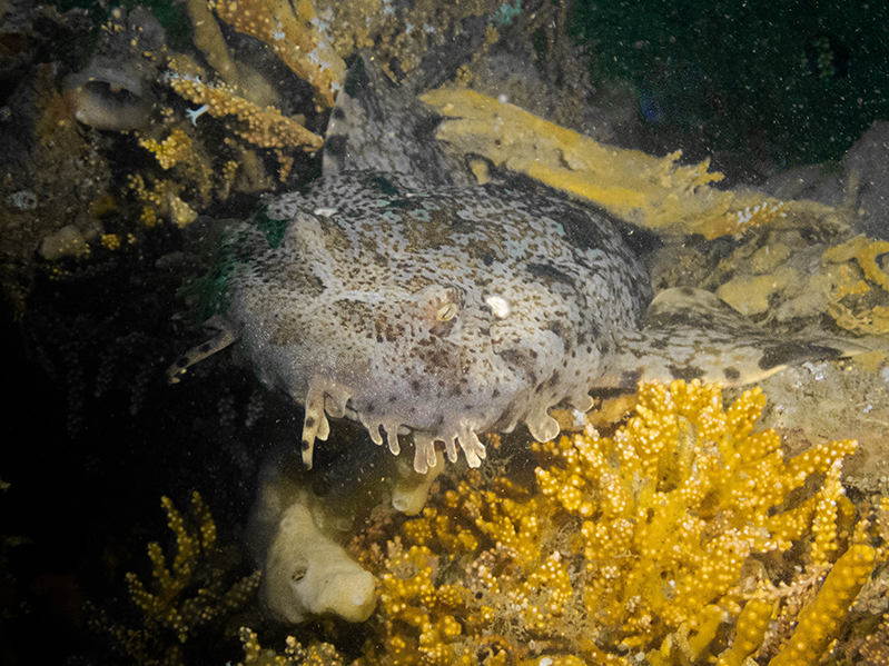 21-12-2020-Fly-Point---wobbegong-(4)