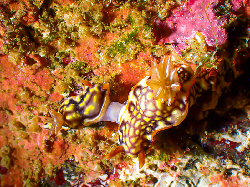 26-12-2020-South-Solitary-Island---nudibranchs-mating-(3)