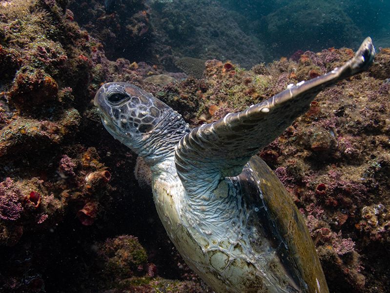 27-12-2020-Cook-Island---green-turtle-(7)