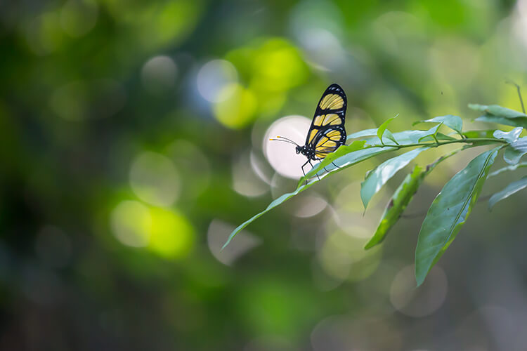 Butterfly - Awasi Iguazu - PH Evan Austen copia