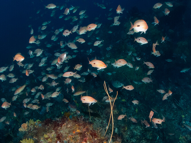 2025-03-18 The Needle-15-Edit