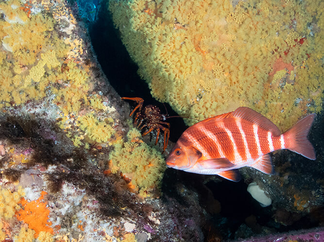 2025-03-19 Dive near The Monument-17-Edit