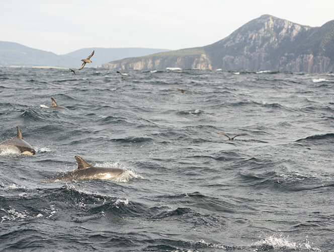 2025-03-20 Cape Pillar-14