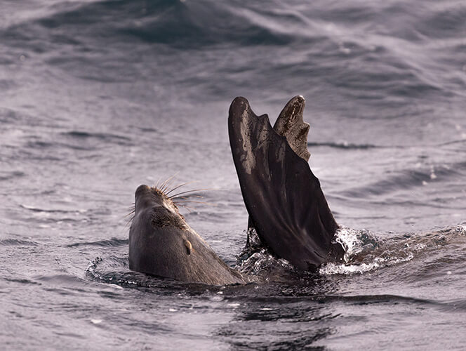2025-03-20 Cape Pillar-22